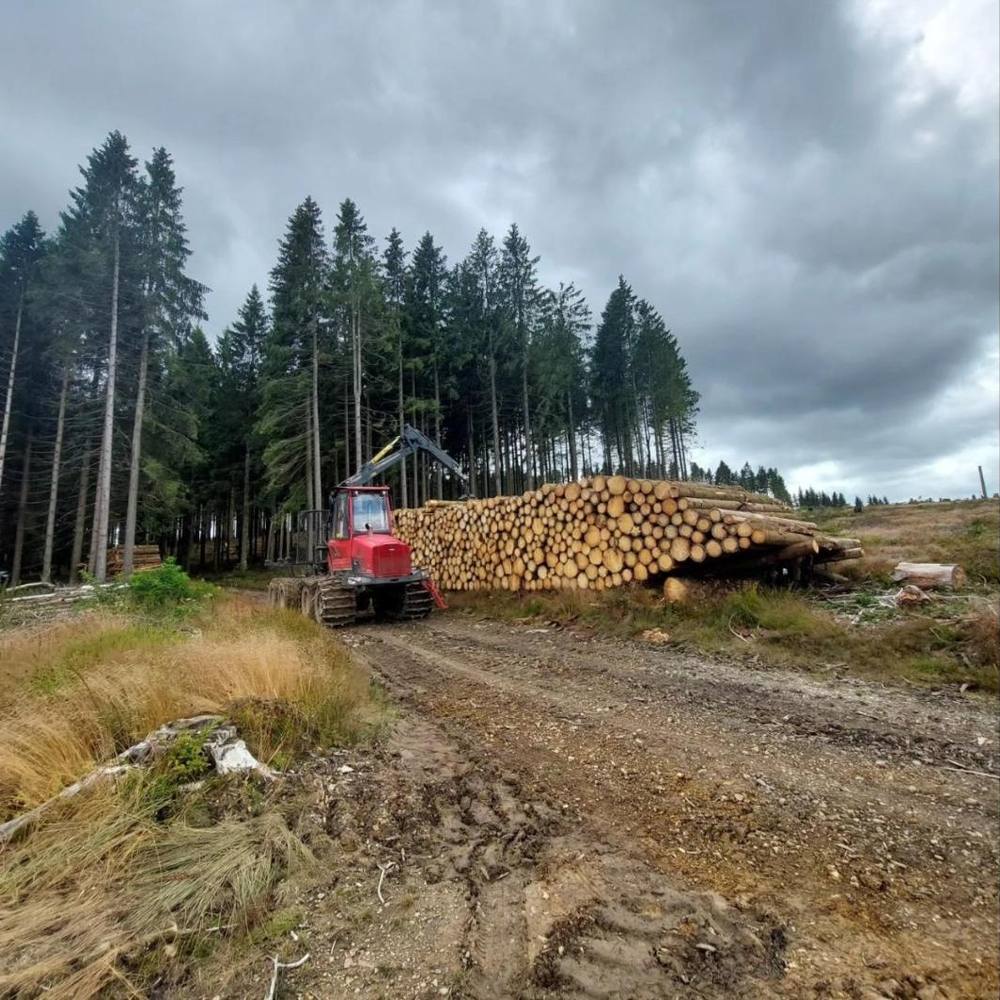 Holzpolter am Waldweg vor einem Fichtenbestand, daneben der Rückezug