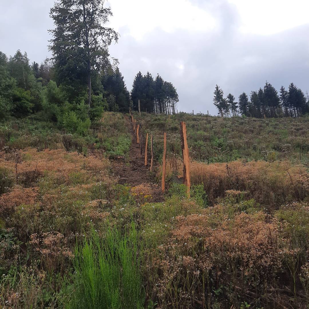 Neu angelegte Kultur mit Jungpflanzen und Wildschutzzaun