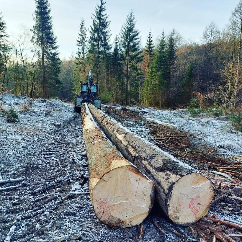 Frisch gerückte Fichtenstämme auf frostiger Rückegasse